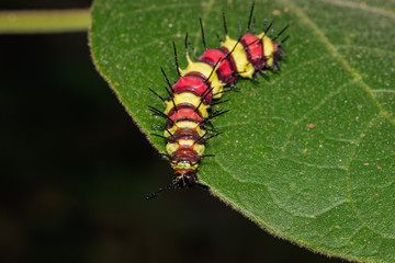 Image of a caterpillar bug on green leaves. Insect Animal