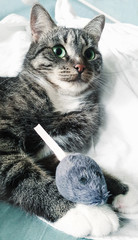 Gray tabby cat with green eyes. He holds a toy mouse in his paws. Photos in gray cool colors.