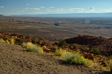 desert wildflowers on the road shoulder of US-89 State Route at Antelope Pass 
Bitter Springs, Cococino county, Arizona, United States