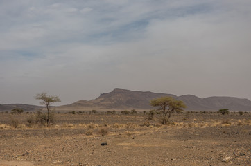 Morocco steppe landscape with trees and mount at background. Area between Atlas mountains range and Sahara desert.