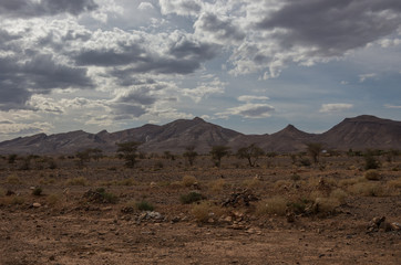 Morocco steppe landscape with trees and mount at background. Area between Atlas mountains range and Sahara desert.