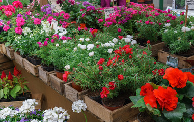 Rows of flower seedlings in the village market.