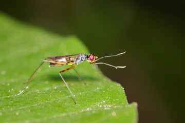 Image of stilt-legged fly(Micropezidae) on green leaves. Insect Animal