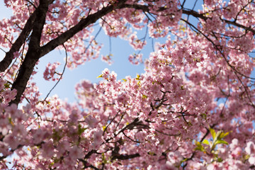 pink sakura branches with sun light and blue sky background, focus on middle frame