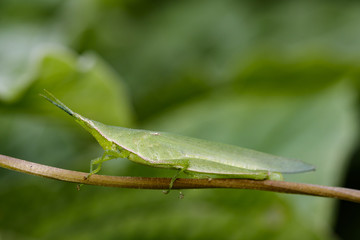 Image of Slant-faced or Gaudy grasshopper on nature background. Insect Animal