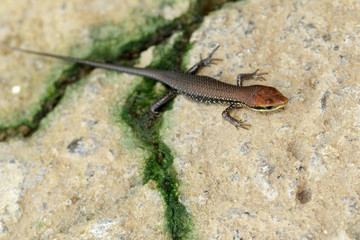 Image of a common garden skink (Scincidae) on the floor. Reptile Animal