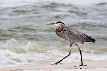 Heron walking on Beach