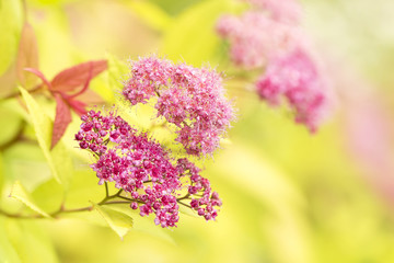 Obraz premium Spiraea japonica bushes with pink fluffy flowers in sunlight natural summer bright floral background