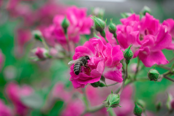 A bee on a flower