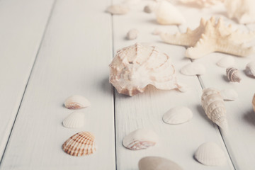 Seashells on white wood, sea vacation background