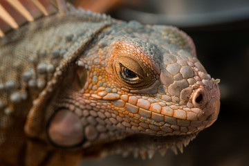 Iguanna look like Dragon