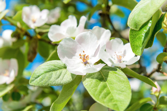 Blossom quince tree with white flowers