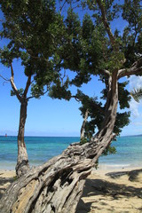 Fototapeta na wymiar jamaica sea beach tree 