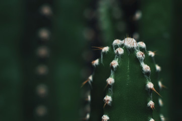 Close up of cactus in the garden