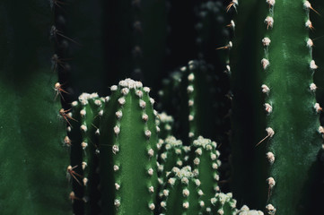 Close up of cactus in the garden