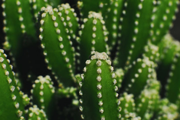 Close up of cactus in the garden