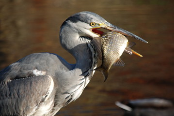Reiher mit fetter Beute