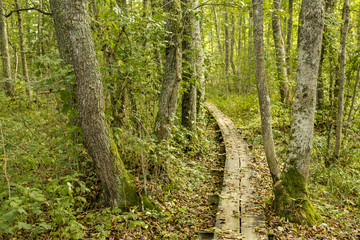 A wooden path across swampy forests of Matsalu National Park (Estonia)