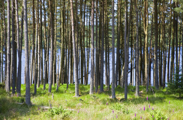 Lake Through Trees