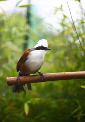 white-crested laughingthrush