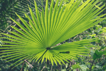 Green jungle on Bali island, Indonesia. Tropical rainforest scene.