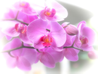 Fototapeta na wymiar Phalaenopsis 