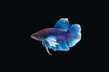 Siamese fighting fish isolated on black background