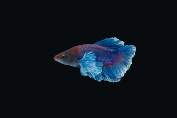 Siamese fighting fish isolated on black background © phichak