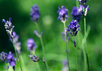 Delicate violet flowers of lavender