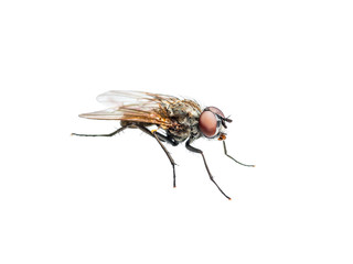 Drosophila Fly Diptera Insect Isolated on White