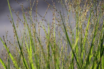 Gras