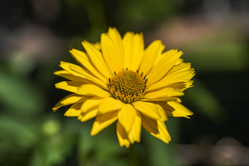 Yellow Margarita blooming in garden, summer time in Poland.