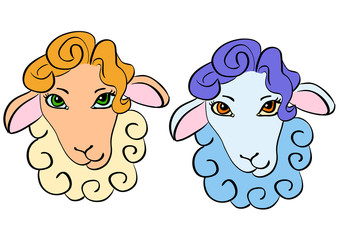 Sheep head - warm and cold