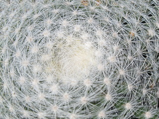 Texture of round cactus