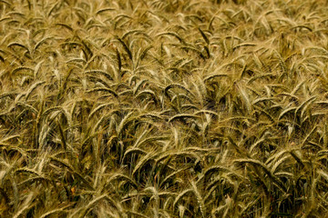 Pszenica w okolicach Jastrzębia-Zdroju.