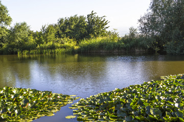 Живописное озеро в лесу. Отражение зеленых деревьев в воде, летний пейзаж, солнечный день, отдых на природе