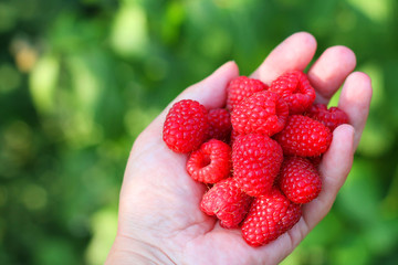 A hand full of ripe raspberries