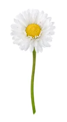 Abwaschbare Fototapete Gänseblümchen Daisy flower isolated on a white