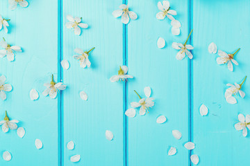 White blossom flowers on blue wooden backgrounds.