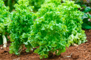 Fresh vegetables,lettuce,colourful fields of lettuce plants