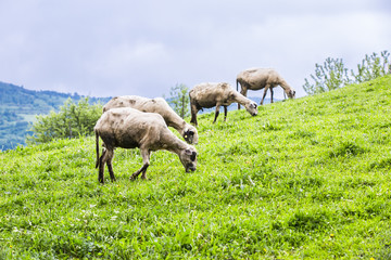 Naklejka na ściany i meble sheep on a green meadow