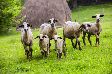 Obraz na płótnie Canvas sheep on a green meadow