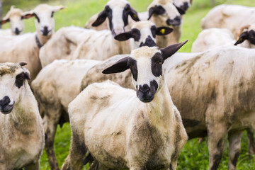 sheep on a green meadow
