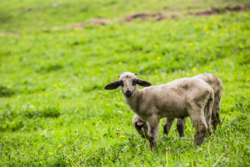 Obraz premium sheep on a green meadow