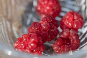 収穫したラズベリーの実
