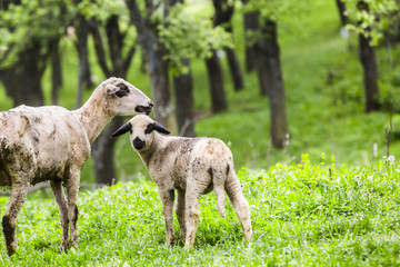 sheep on a green meadow