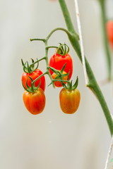 Tomatoes,Organic farmer tomatoes,fresh organic tomatoes in garden.