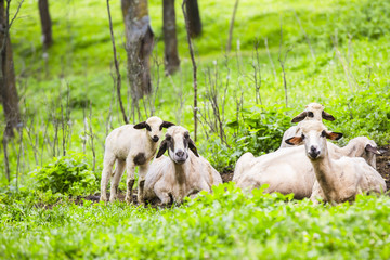 sheep on a green meadow