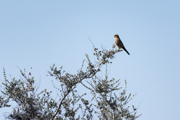 Vogel