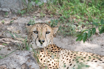 cheetah
